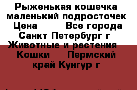 Рыженькая кошечка маленький подросточек › Цена ­ 10 - Все города, Санкт-Петербург г. Животные и растения » Кошки   . Пермский край,Кунгур г.